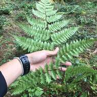 Sivun Dryopteris hendersonii (Bedd.) C. Chr. kuva