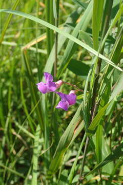 Слика од Lathyrus palustris subsp. pilosus (Cham.) Hulten