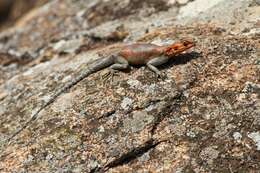 Image of Agama lionotus dodomae Loveridge 1923