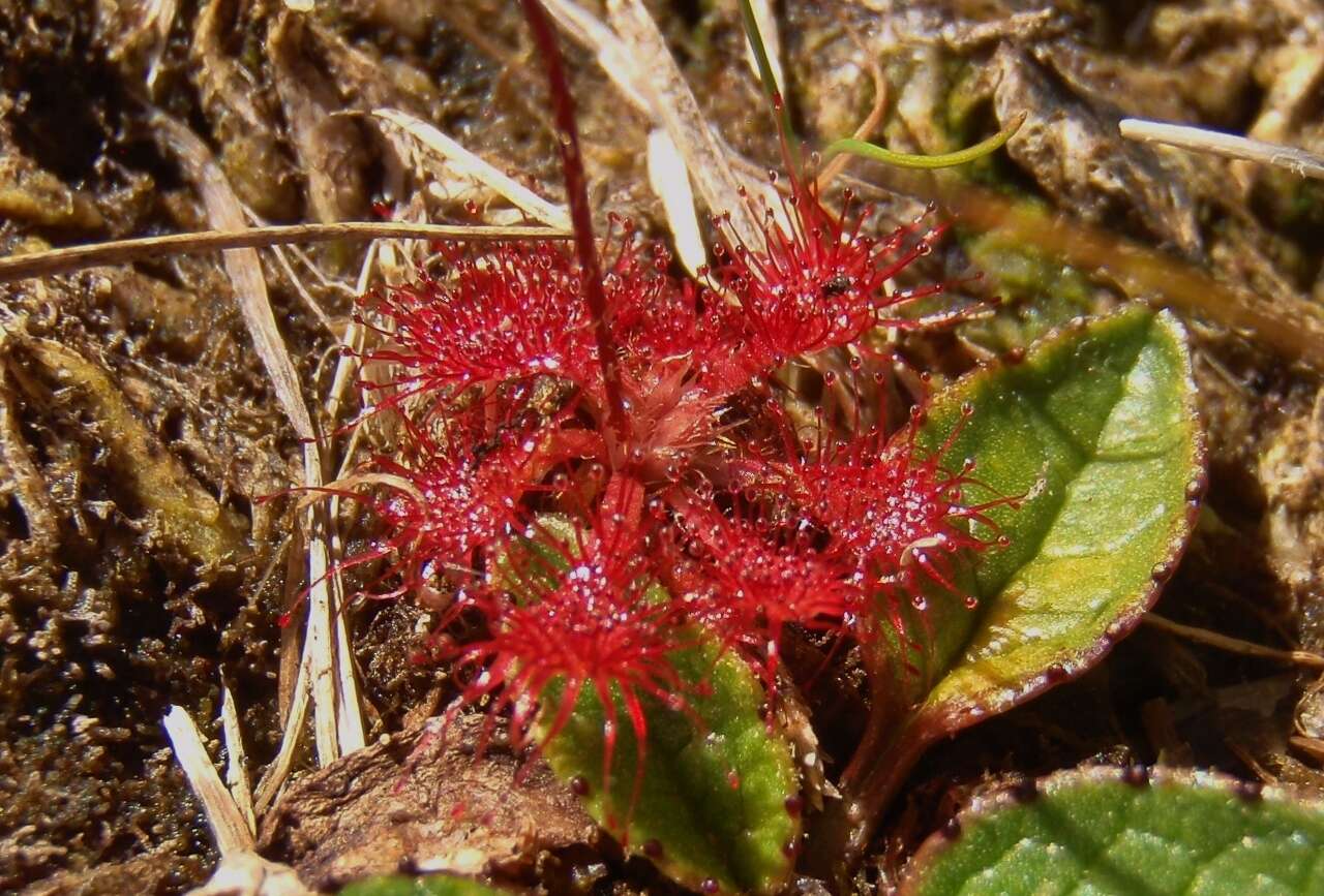 Image of spoonleaf sundew