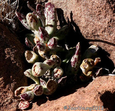 Image of Adromischus cooperi (Bak.) A. Berger