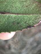 Image of Stigmella heteromelis Newton & Wilkinson 1982