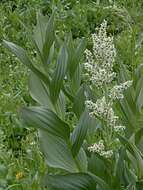 Image de Veratrum californicum var. californicum