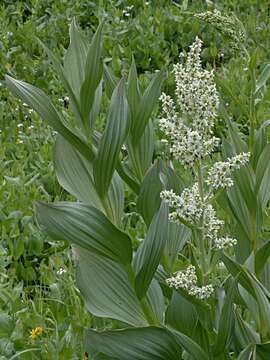 Image of California false hellebore