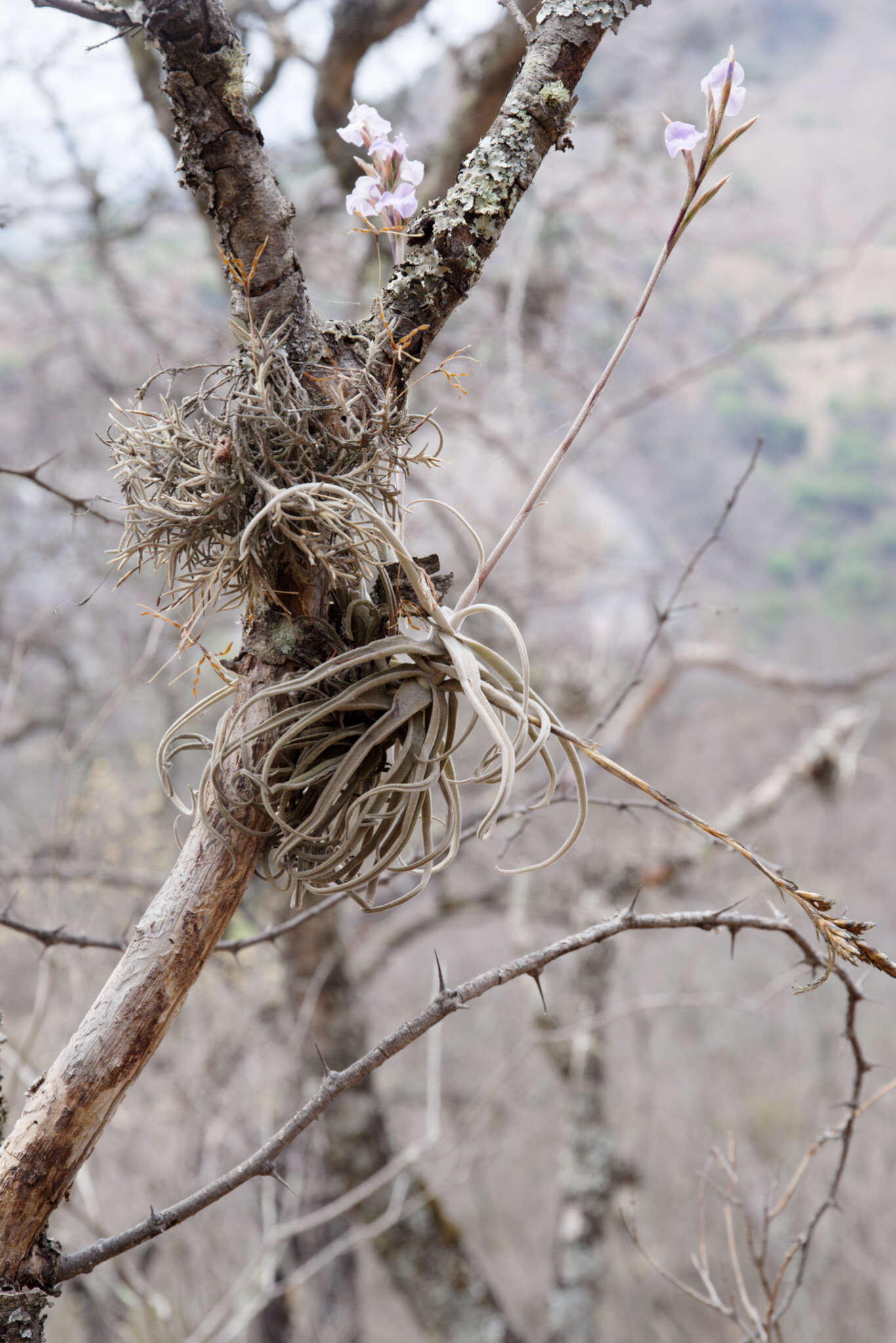 Image of Tillandsia streptocarpa Baker