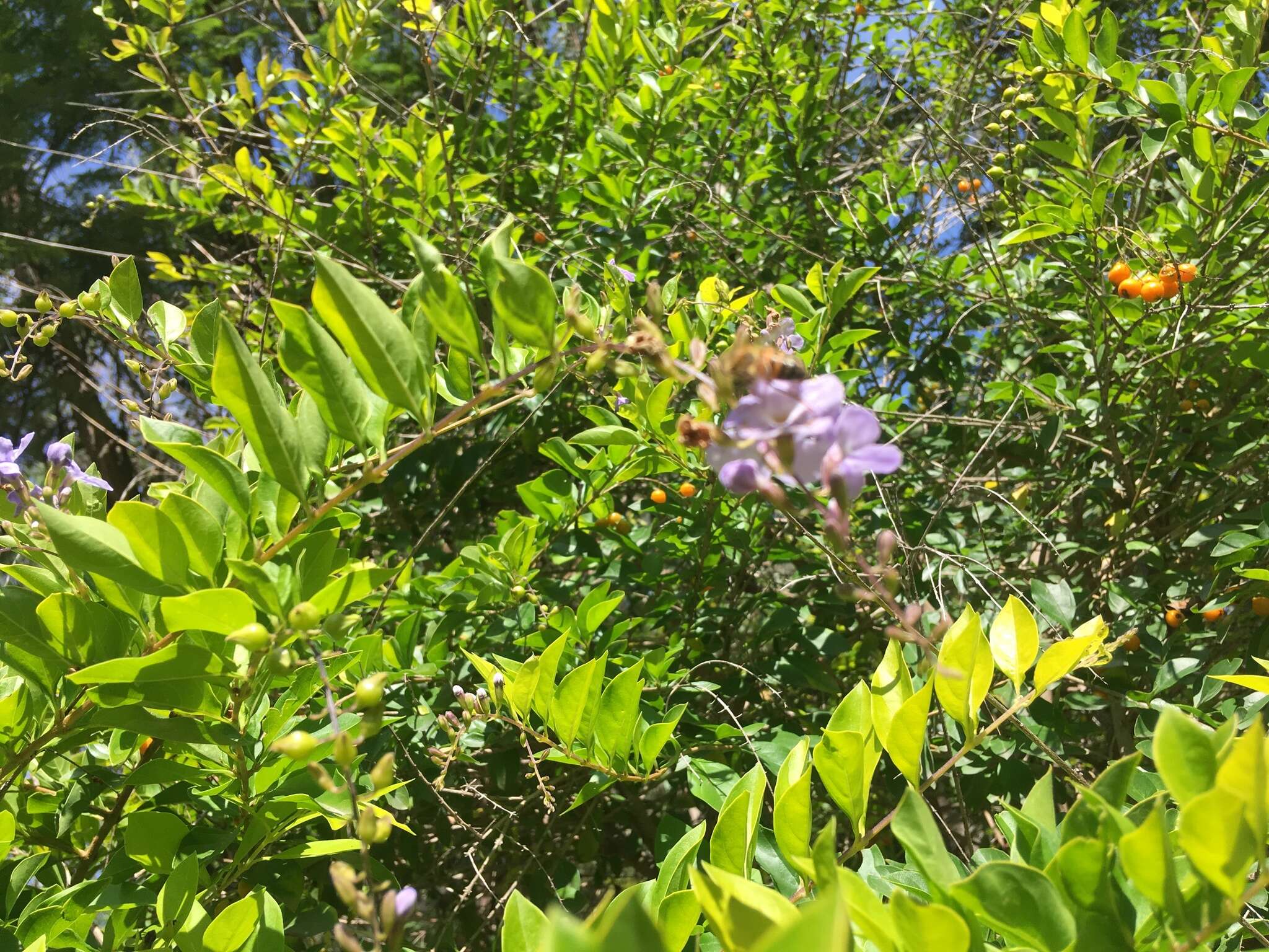 Duranta erecta L. resmi