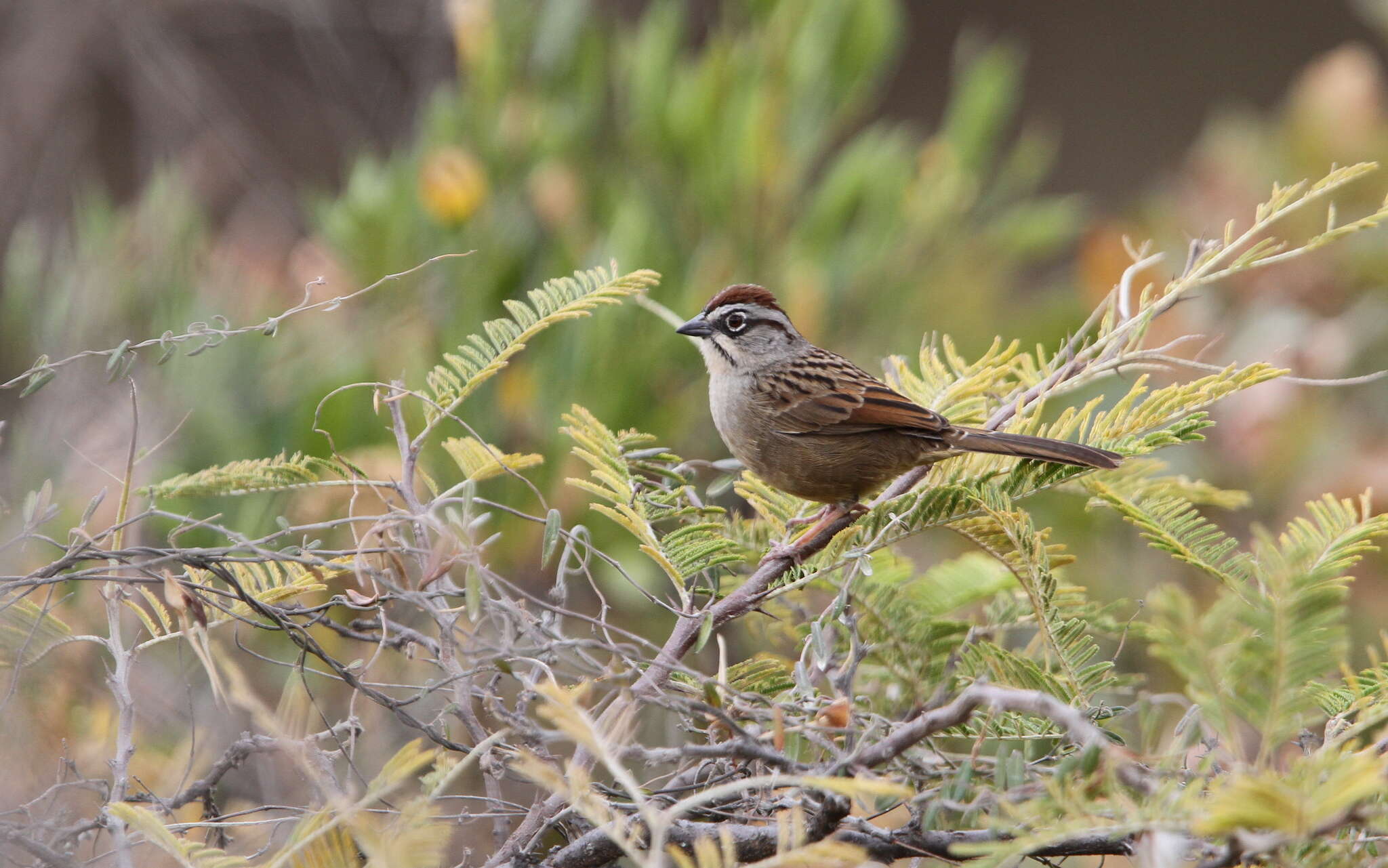 Image of Oaxaca Sparrow