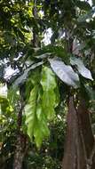 Inocarpus fagifer (Parkinson) Fosberg resmi