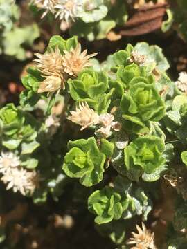 Image of Ericameria cuneata var. cuneata