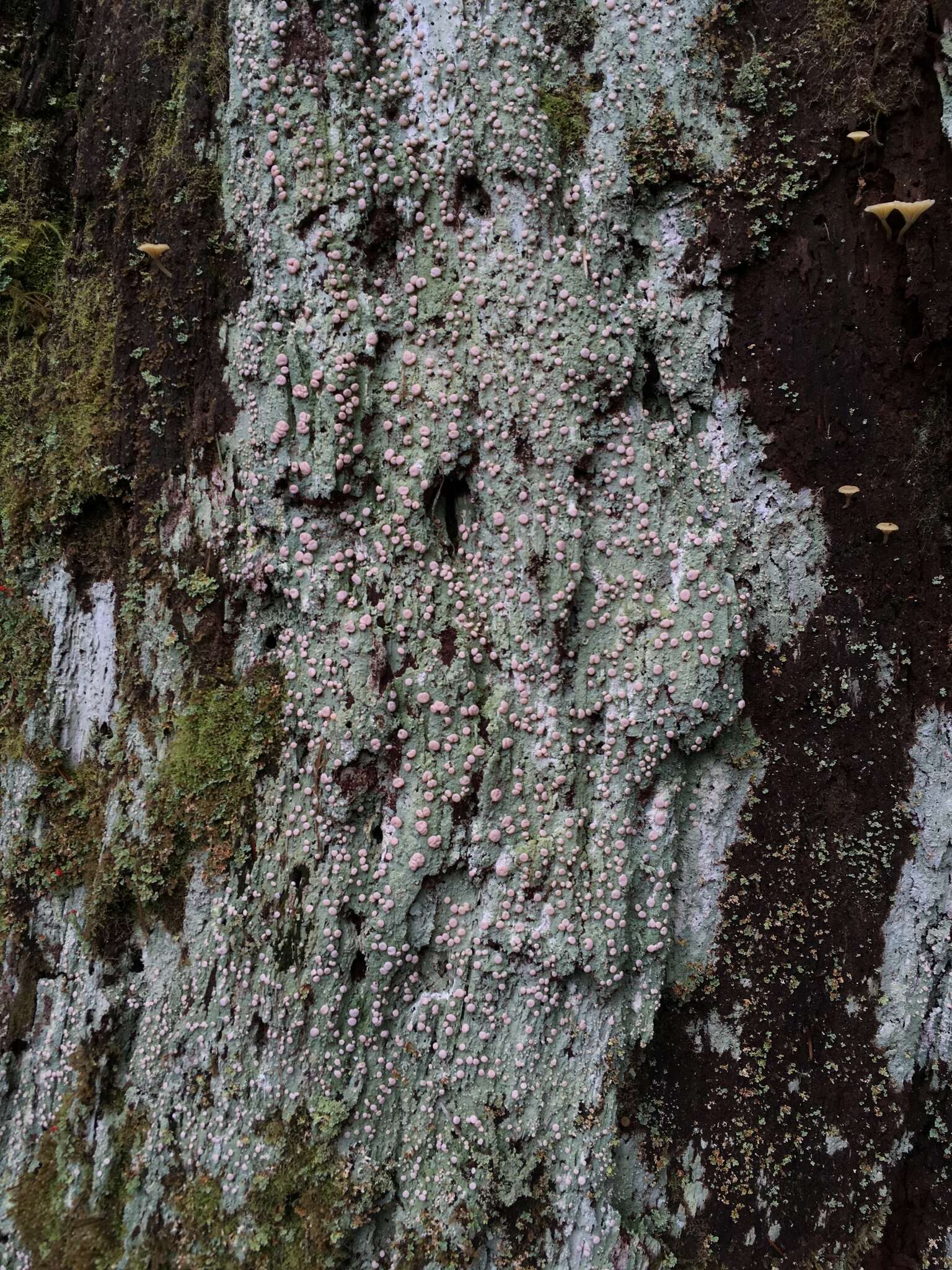 Image of peppermint drop lichen