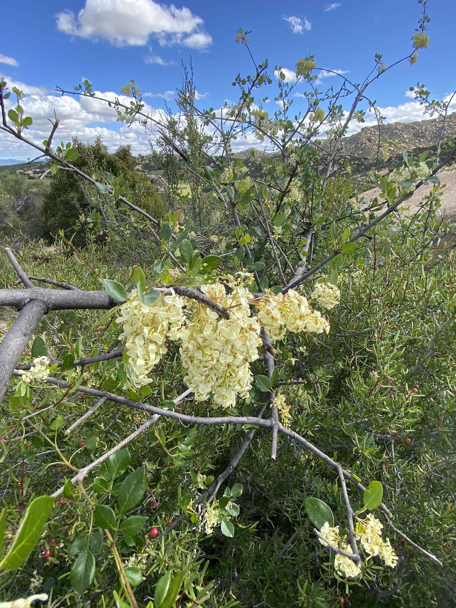 Image of California ash