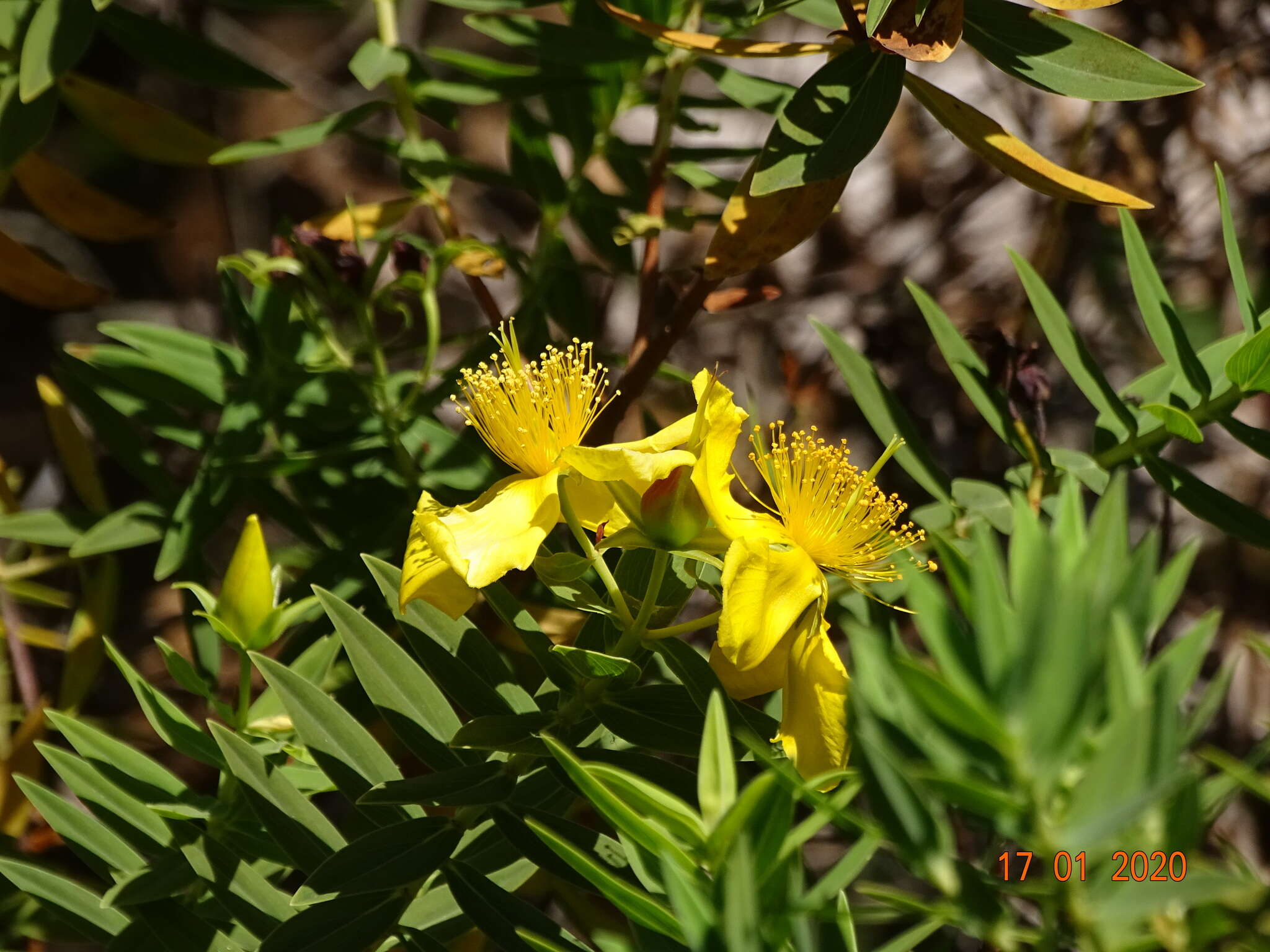 Image of Hypericum mysorense Heyne