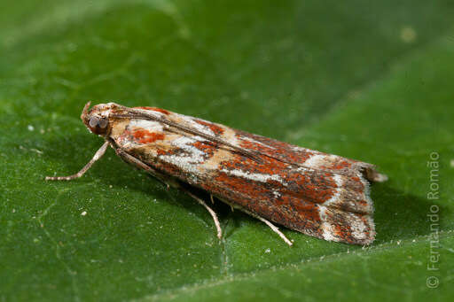 Image de Acrobasis porphyrella Duponchel 1836