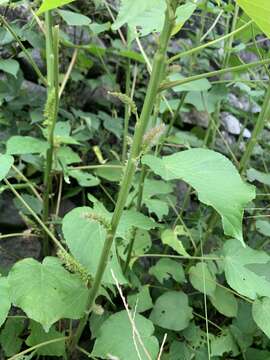 Image of Acalypha grandibracteata Merr.