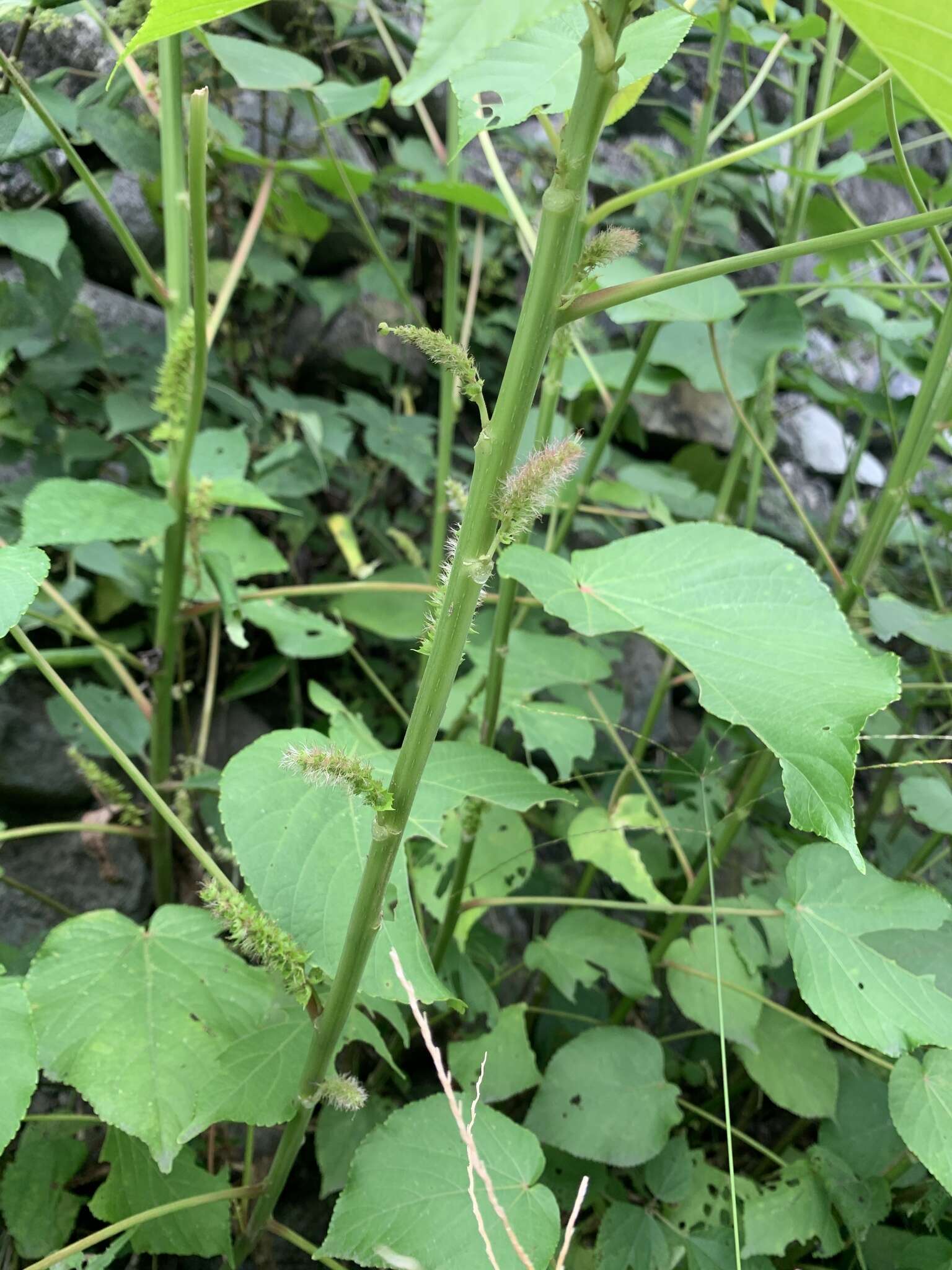 Image de Acalypha grandibracteata Merr.