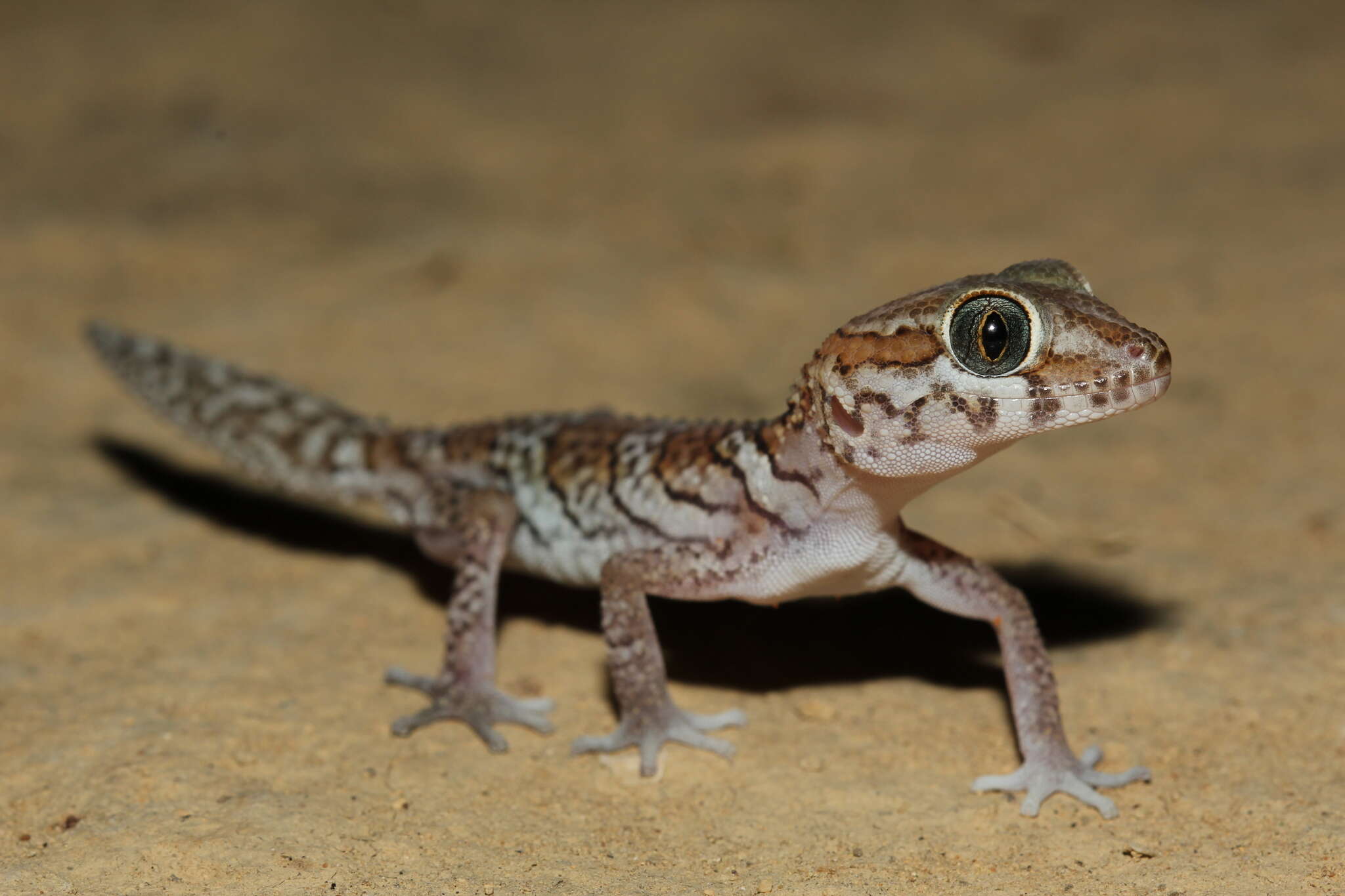 Image of Panther Gecko