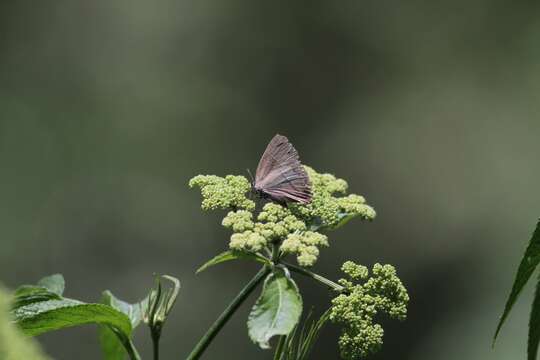 Image of Tajuria caerulea Nire 1920