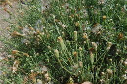 Plancia ëd Brickellia eupatorioides var. chlorolepis (Woot. & Standl.) B. L. Turner