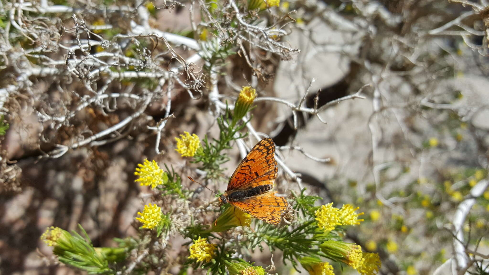 Image of Sagebrush Checkerspot