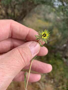 Image of Gorteria personata L.