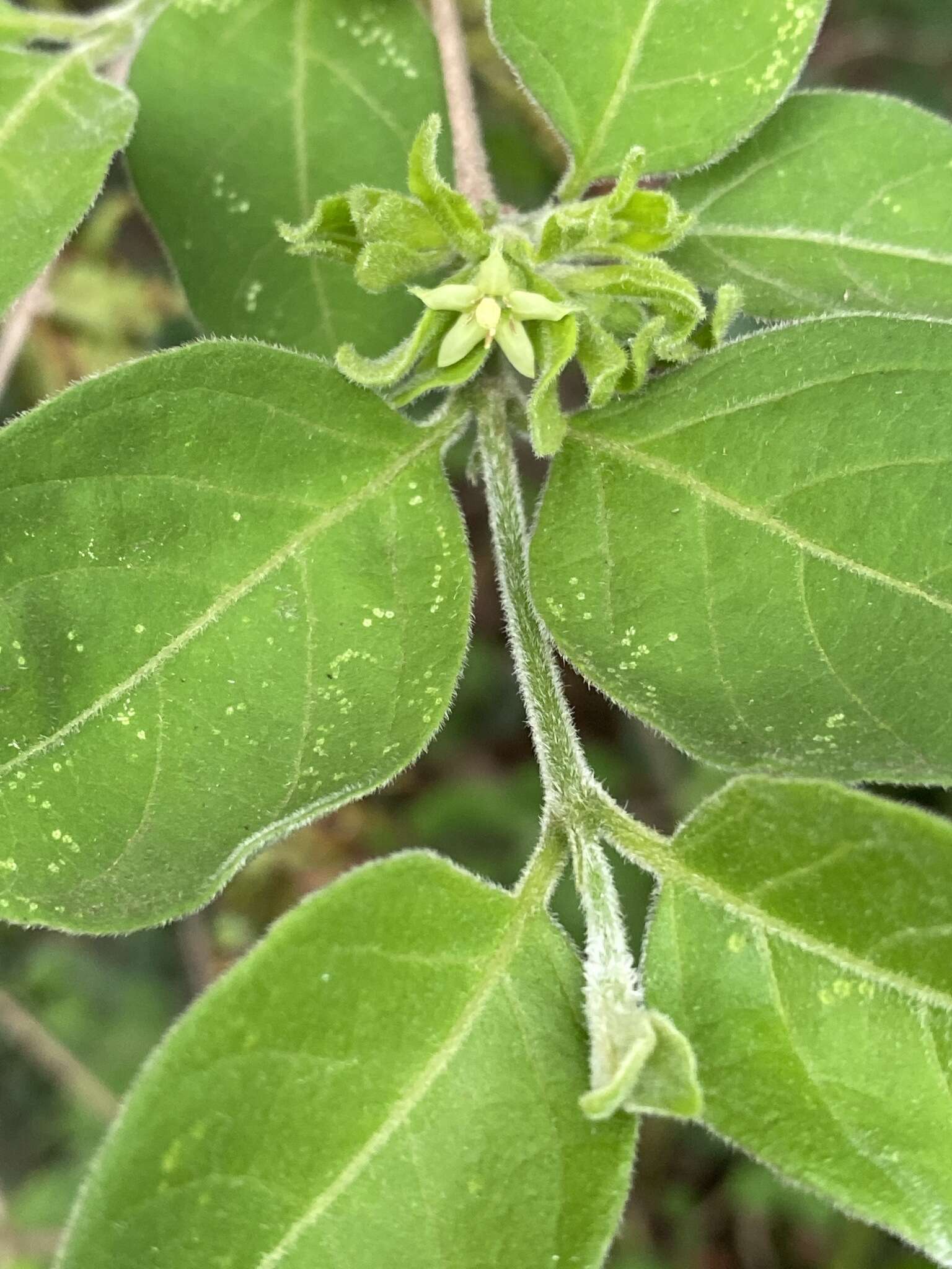 Vangueria macrocalyx Sond. resmi