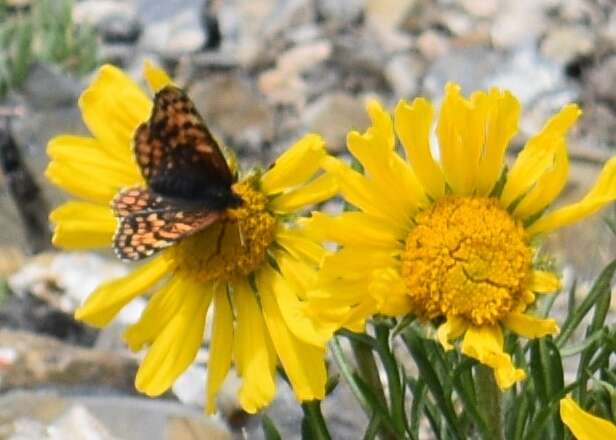 Image of Rockslide Checkerspot