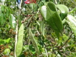 Image of Bauhinia jenningsii P. Wilson