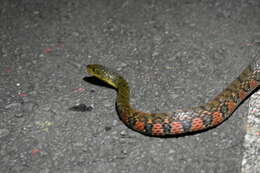 Image of Red-sided Keelback Water Snake