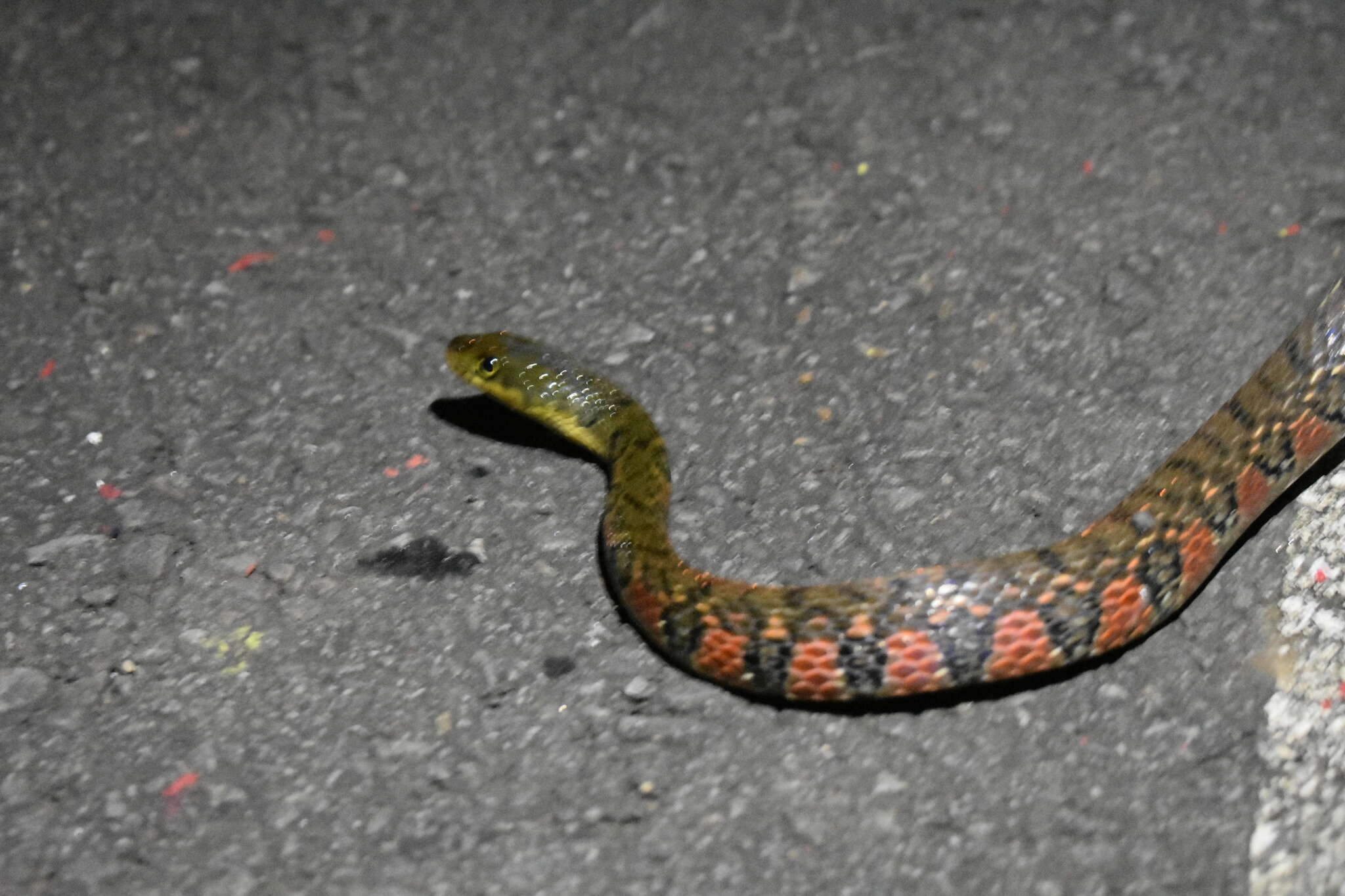 صورة Xenochrophis trianguligerus (F. Boie 1827)