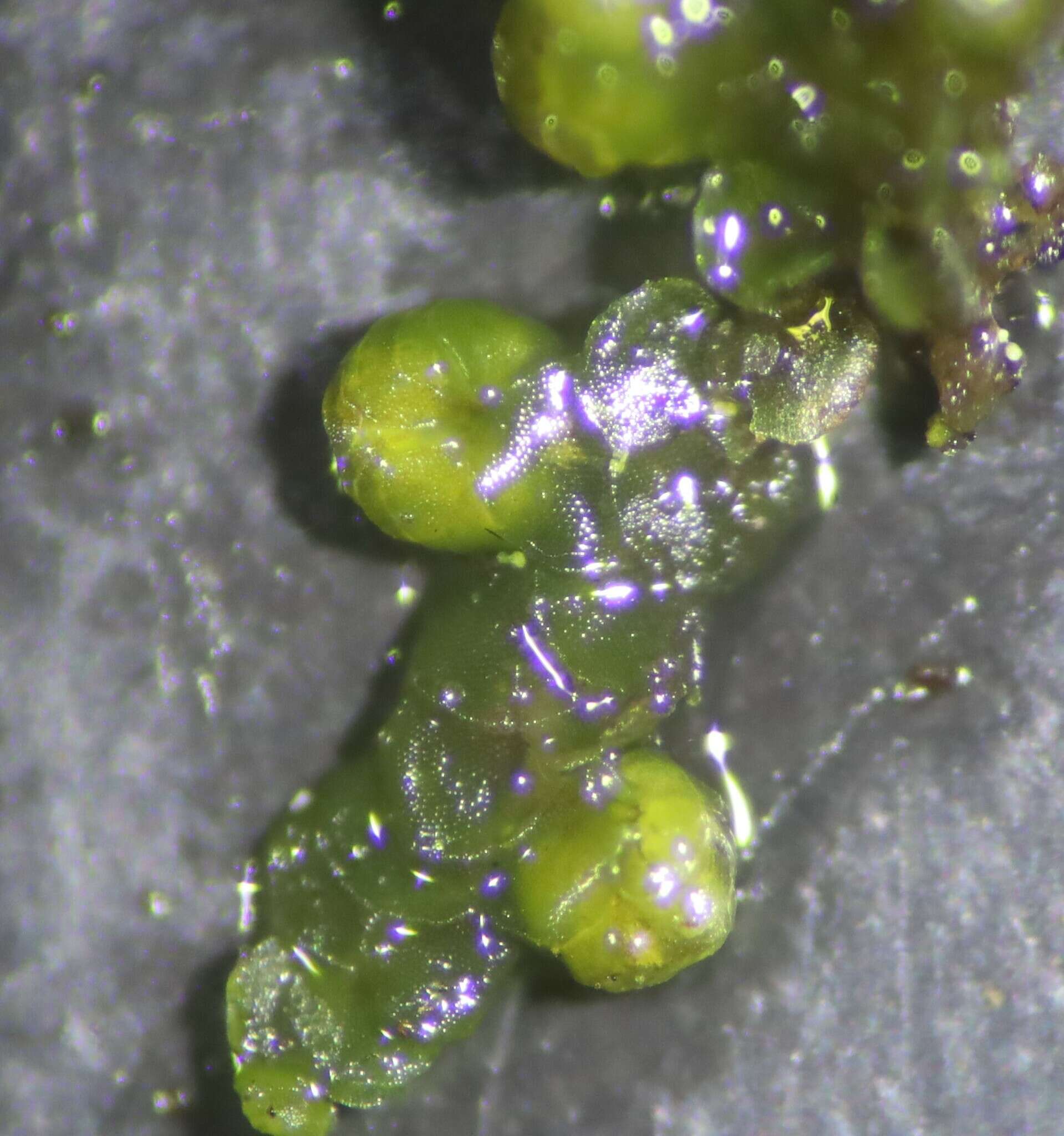 Image of Frullania riparia Hampe