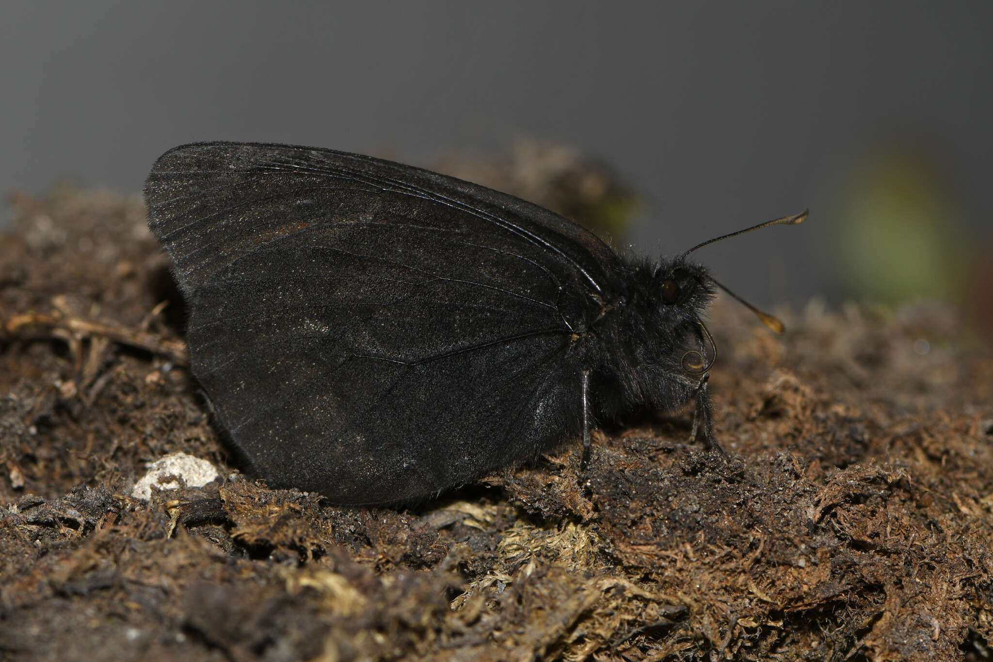 Image of Erebia mackinleyensis Gunder 1932