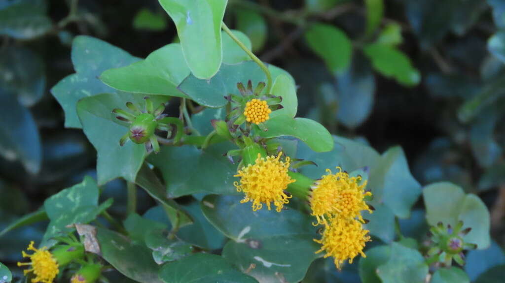 Image of Senecio quinquelobus (Thunb.) DC.