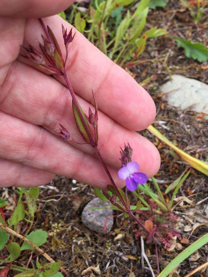 Sivun Collinsia grandiflora Dougl. ex Lindl. kuva