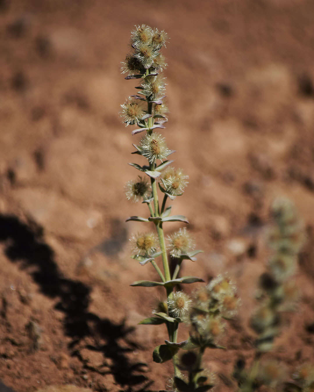 Image of Gray's bedstraw