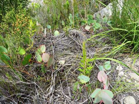 Image of Protea cordata Thunb.