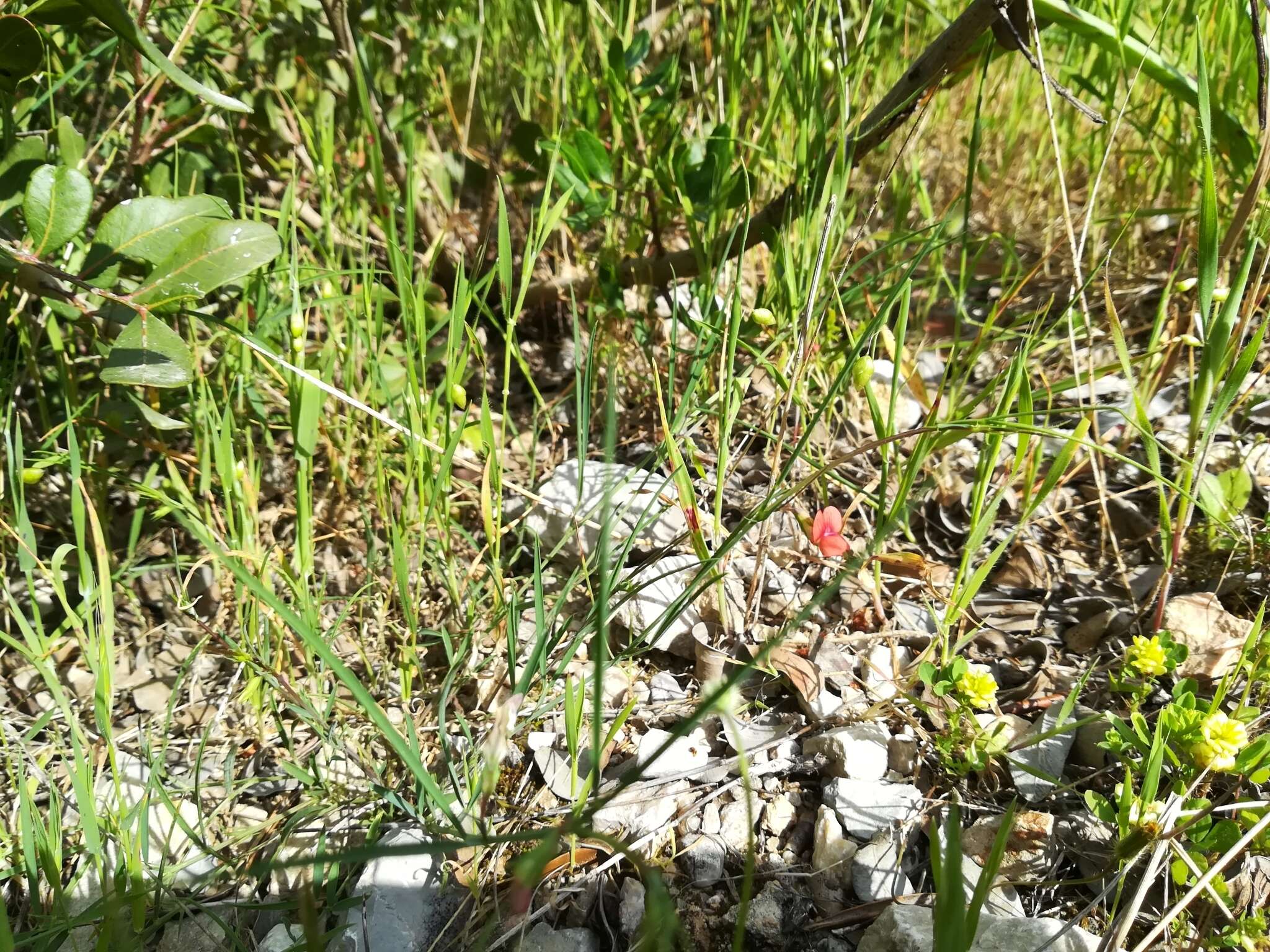 Lathyrus cicera L. resmi