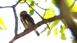 Image of Tamaulipas Pygmy Owl