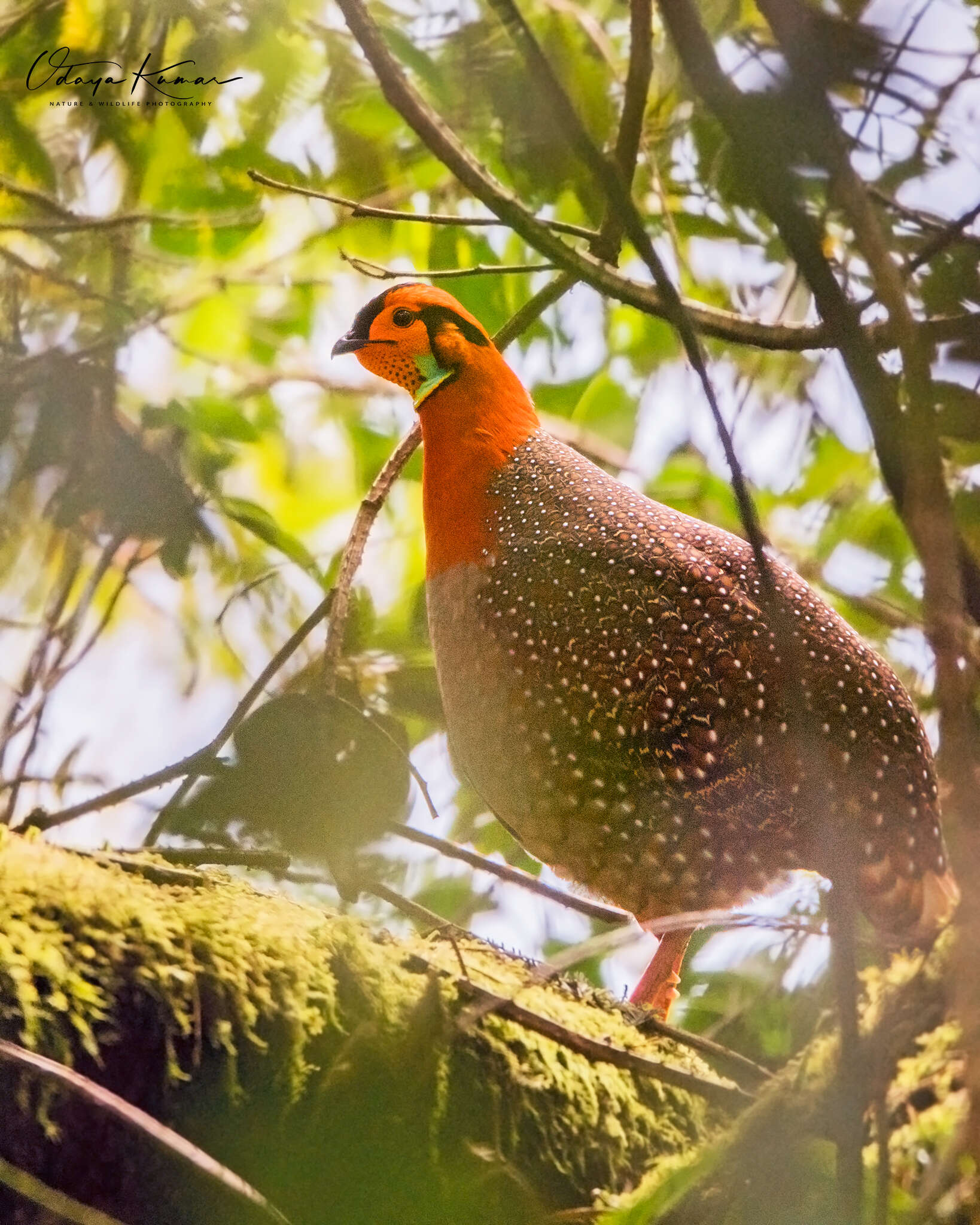 Image of Blyth's Tragopan