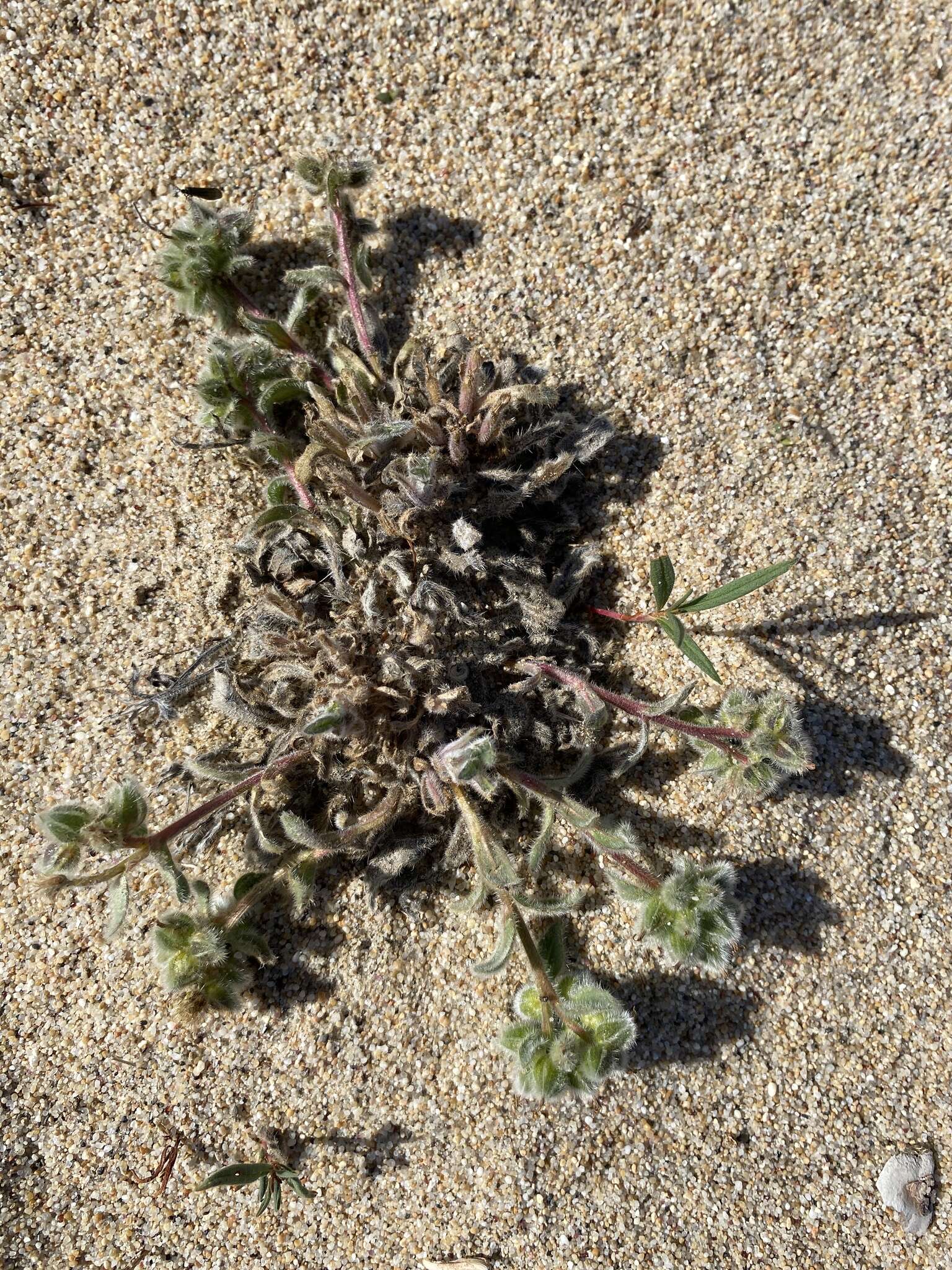 Слика од Craniospermum subvillosum Lehm.