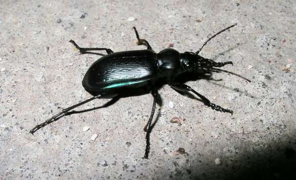 Слика од Calosoma (Castrida) granatense Géhin 1885