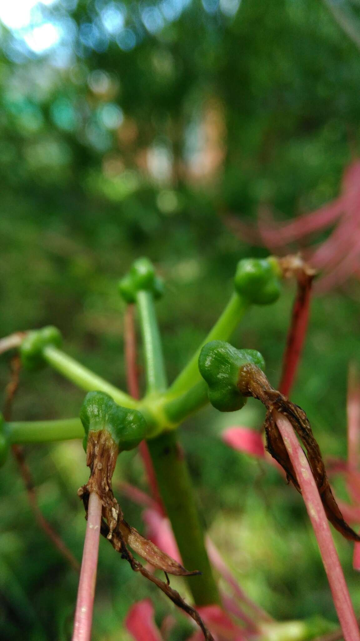 Image of lycoris