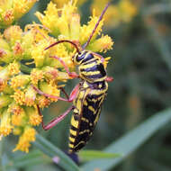 Image of Locust Borer