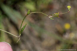 Image of Lesser Spearwort