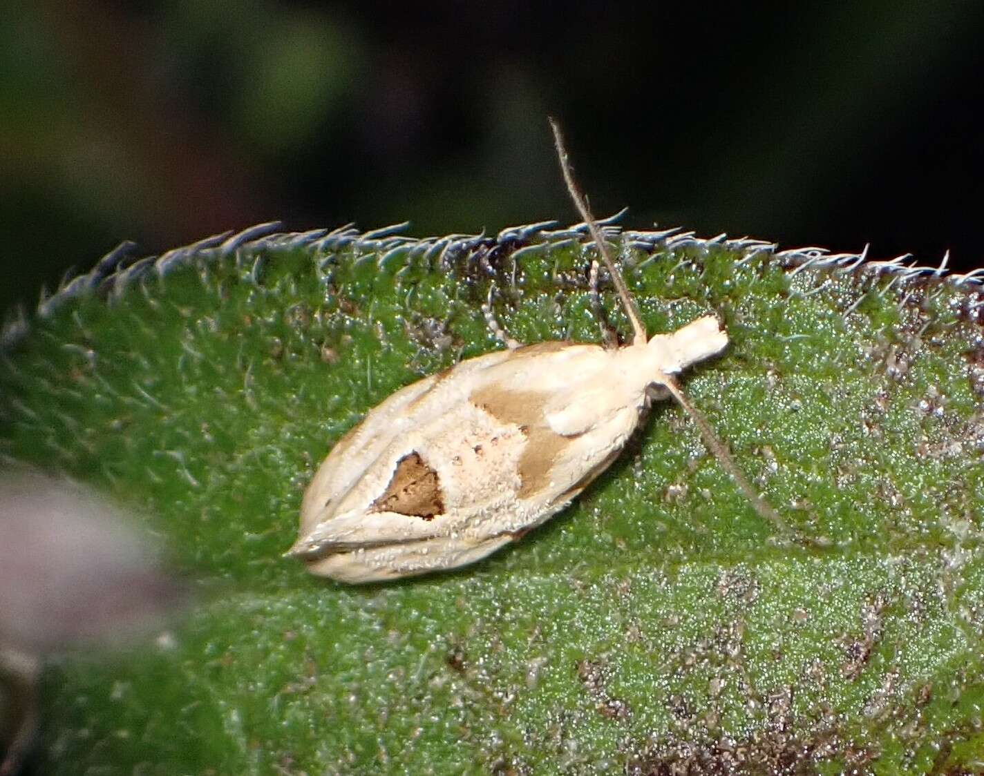 Image of Aethes angustana species group