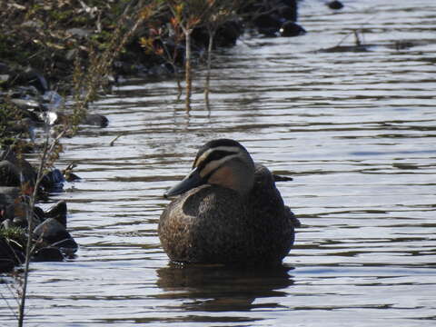 Image of Grey Duck