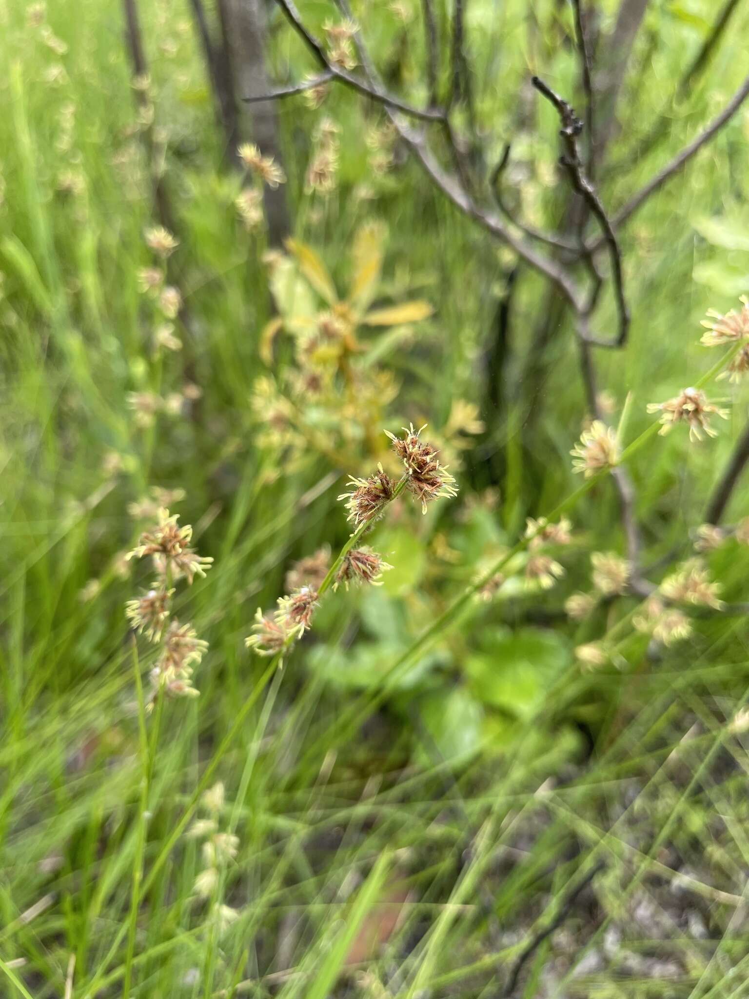 Image of River-Swamp Nut-Rush