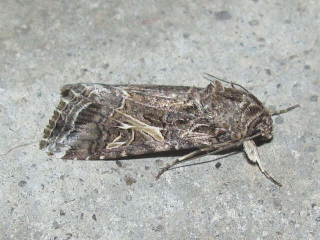 Image of Yellow-striped Armyworm Moth