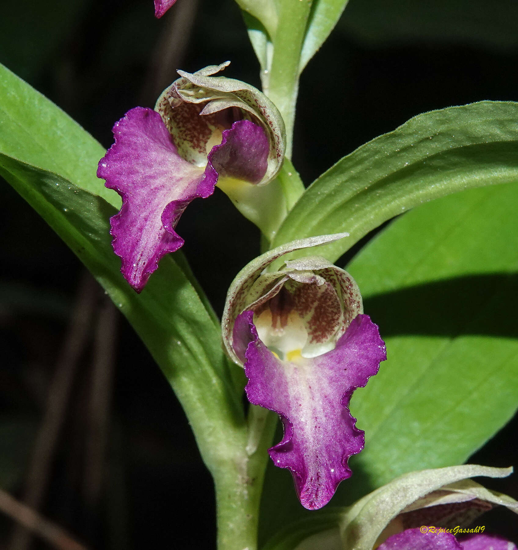 Image de Brachycorythis helferi (Rchb. fil.) Summerh.