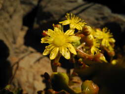 Image of Aeonium sedifolium (Webb ex Bolle) J. Pitard & L. Proust