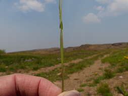 Image of alpine timothy